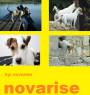 novarise